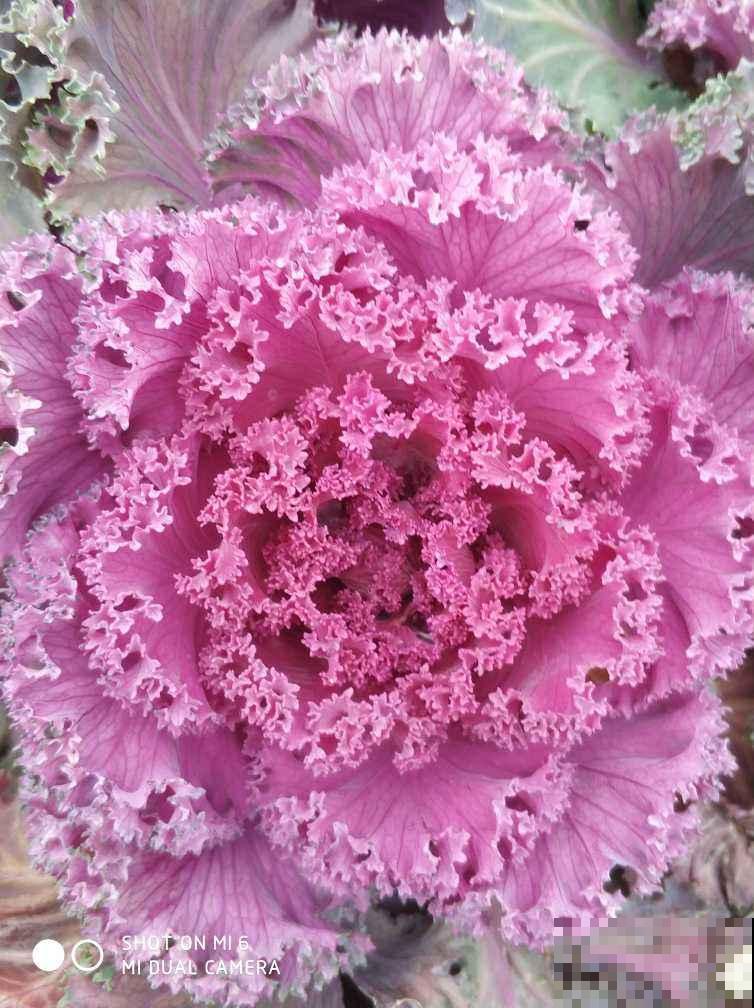 家里养羽衣甘蓝,仙气十足,冬天照样长得旺 家里养羽衣甘蓝,仙气十足,冬天照样长得旺