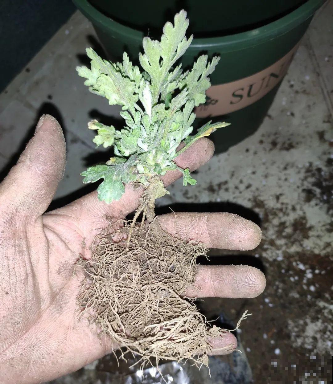 这花千万别换盆，小心一换就死！