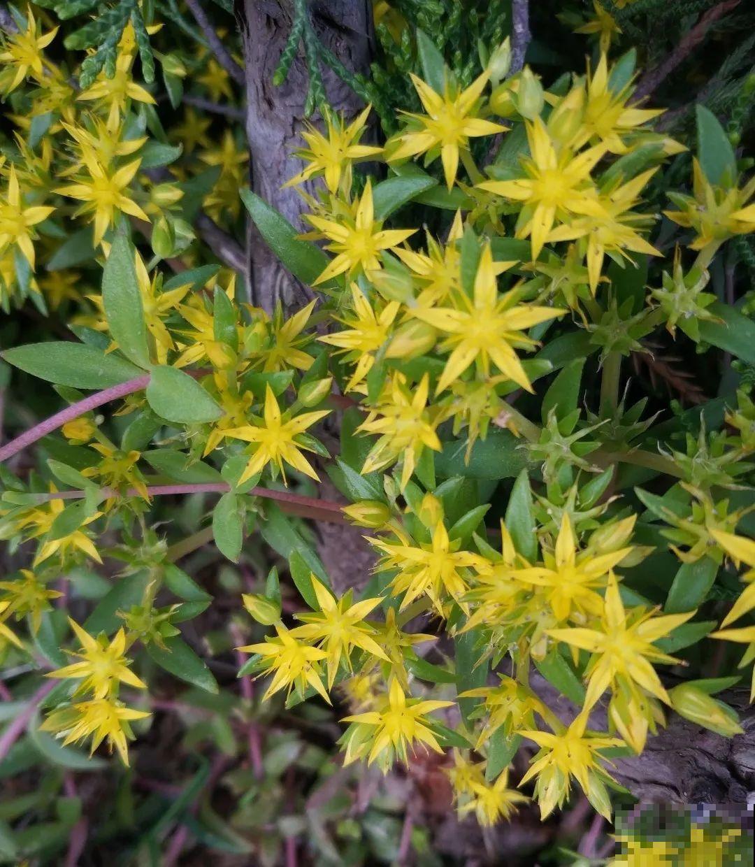 别花钱买了,这花野生一大堆,挖还是不挖? 别花钱买了,这花野生一大堆,挖还是不挖?