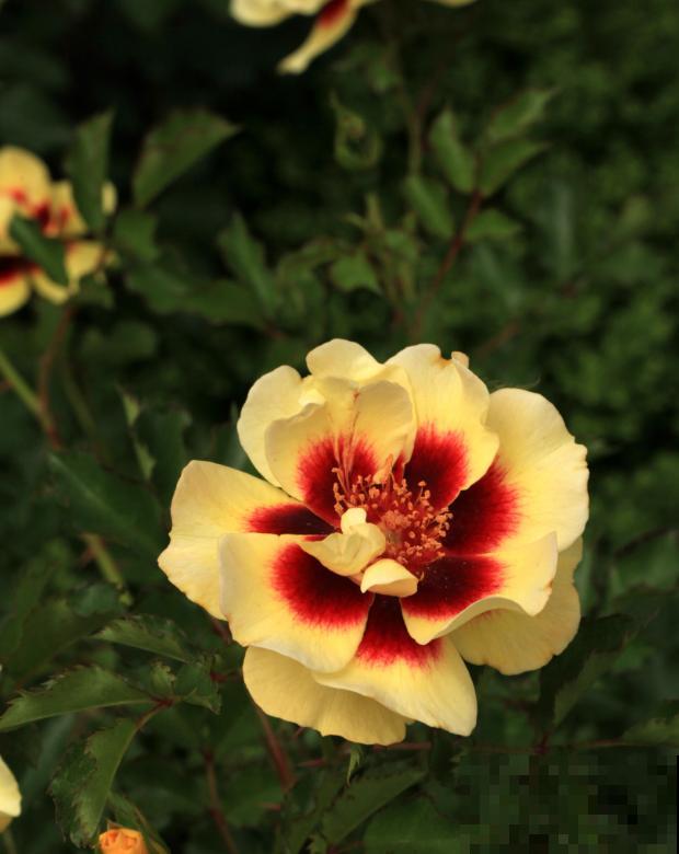 8款眼睛月季,花型独特,还有好闻的香味! 8款眼睛月季,花型独特,还有好闻的香味!