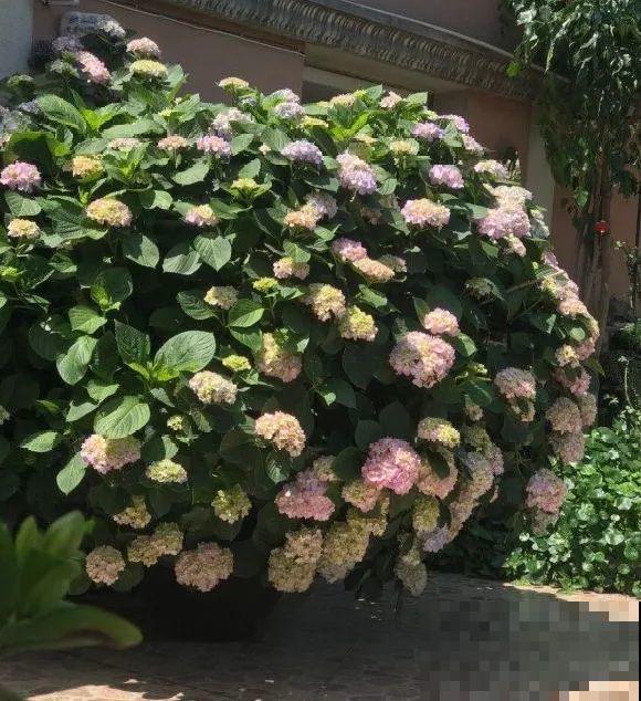 捡了3个大水缸，种上这几种花，放门口太霸气了！