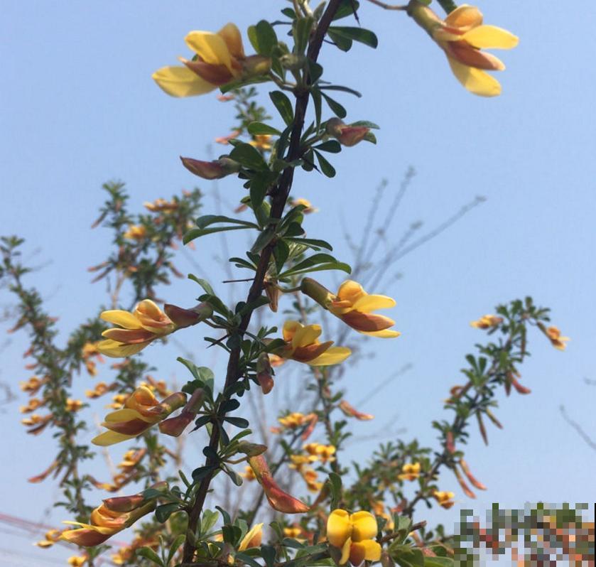 金雀花特抗造，咋养都能活，养它太省心！