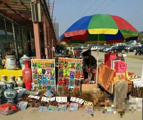 7种花,全是骗人的,白花冤枉钱! 7种花,全是骗人的,白花冤枉钱!