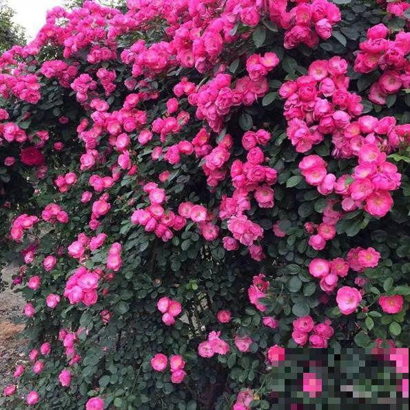 藤本月季,天使安吉拉,一年四季花开满墙! 藤本月季,天使安吉拉,一年四季花开满墙!