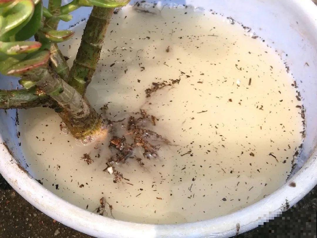 养花不一定要用大花盆，8种花要换小盆，挤着养才能长好