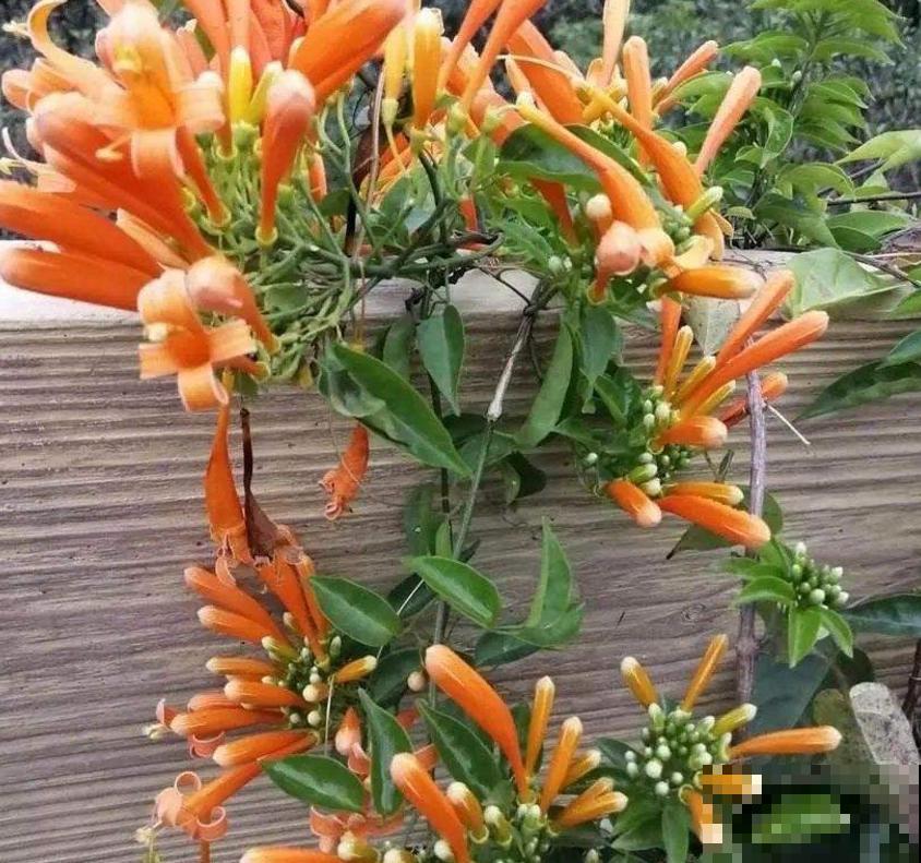 “一点就炸”的炮仗花，爬墙特厉害，想要花墙的来！