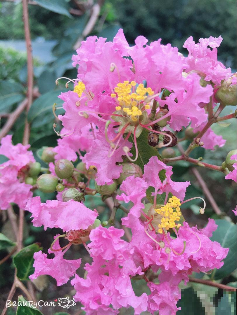 网购花买回家,5个要点要注意,不然花都死光了 网购花买回家,5个要点要注意,不然花都死光了