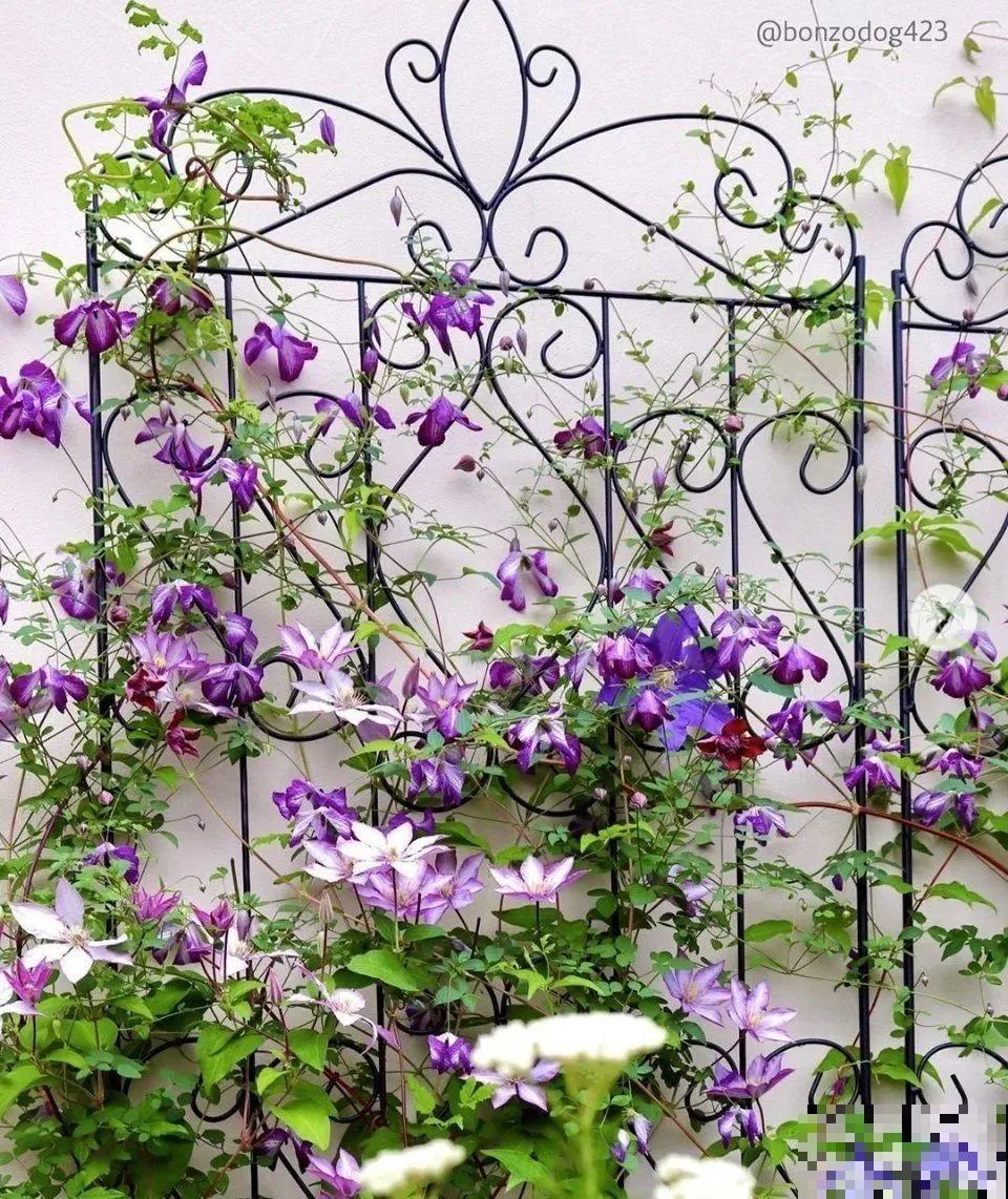 8根筷子绑一起,2个月变老桩,让你爱不释手! 8根筷子绑一起,2个月变老桩,让你爱不释手!