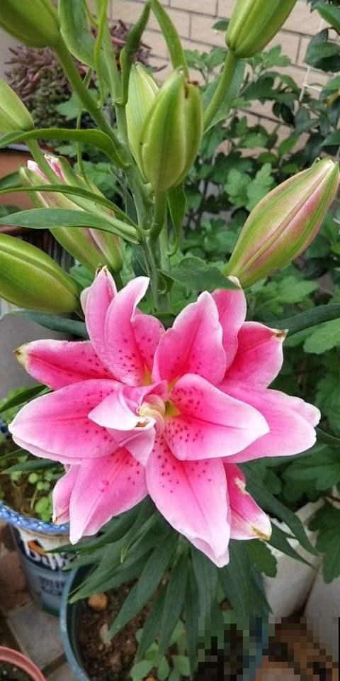 6种花,重瓣比单瓣好看多了,你见过几种? 6种花,重瓣比单瓣好看多了,你见过几种?