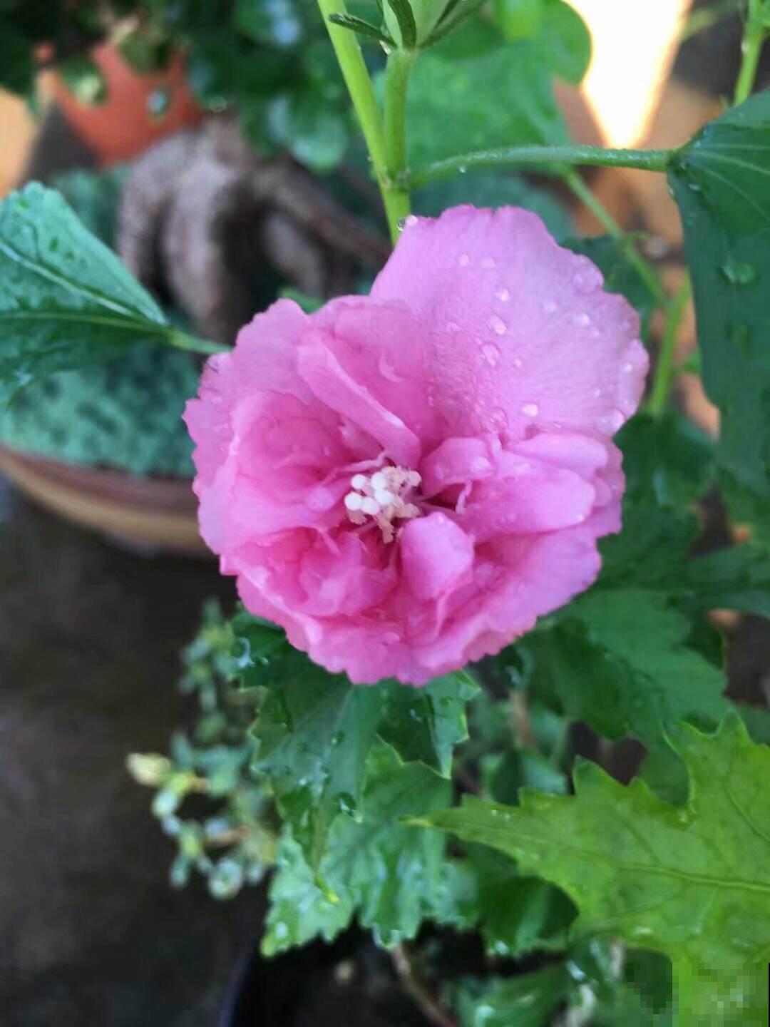 木槿花养不好?看这里,简单5点,满枝都是大花朵! 木槿花养不好?看这里,简单5点,满枝都是大花朵!