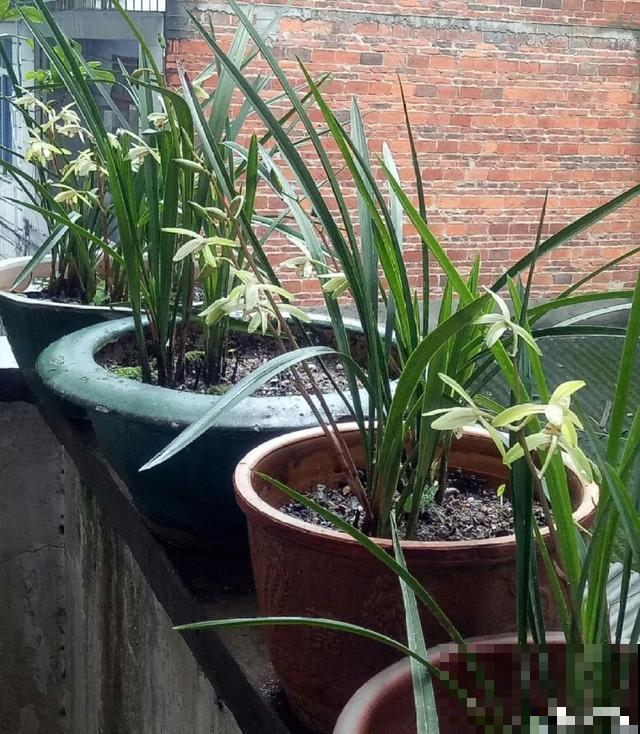 8种花换盆,换好了生一堆,换错立马死! 8种花换盆,换好了生一堆,换错立马死!