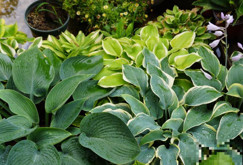 秋天就适合种草,叶子五彩斑斓,比月季三角梅都好看! 秋天就适合种草,叶子五彩斑斓,比月季三角梅都好看!