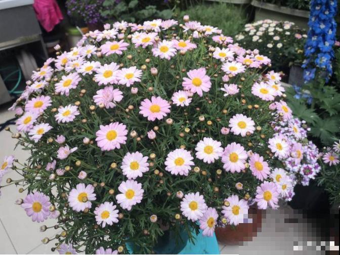 真相:花总烂根的罪魁祸首,就是这玩意! 真相:花总烂根的罪魁祸首,就是这玩意!