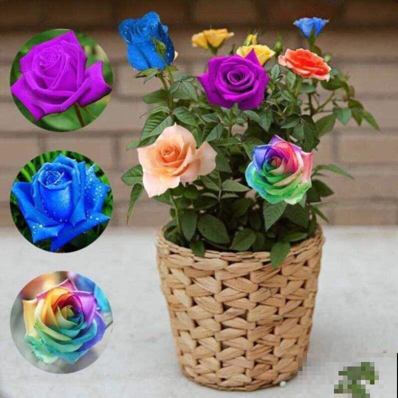 7种花,全是骗人的,白花冤枉钱! 7种花,全是骗人的,白花冤枉钱!