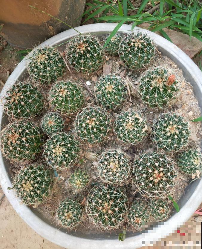 开花的仙人球,刷一下、结籽千千万,撒土里冒一盆苗! 开花的仙人球,刷一下、结籽千千万,撒土里冒一盆苗!