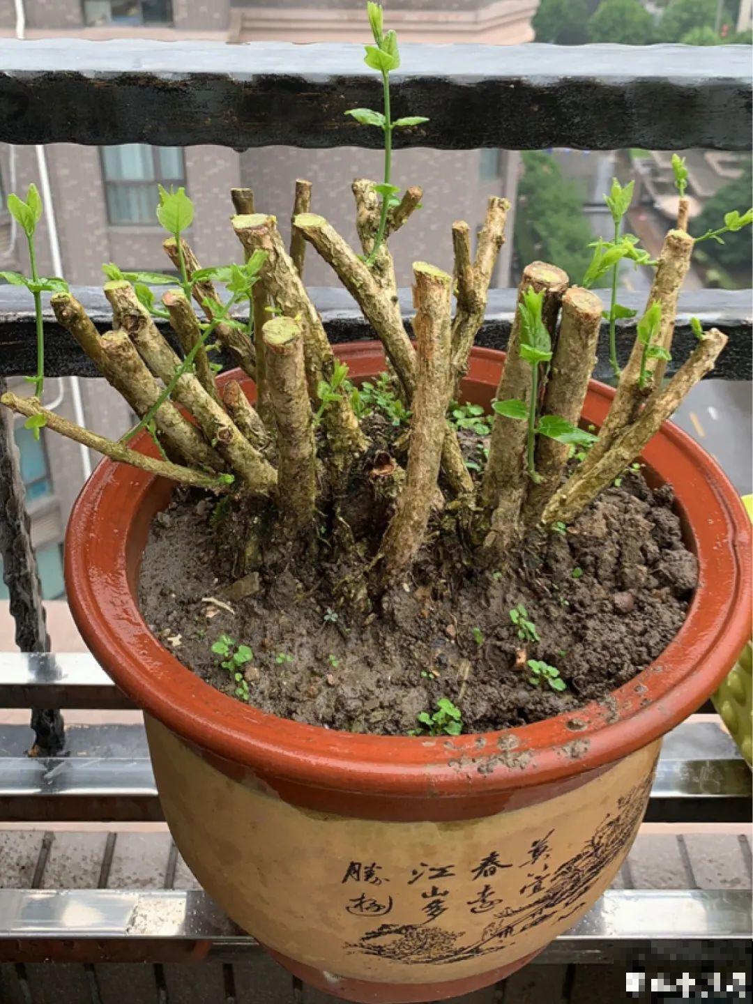 现在开始，这10种花不能剪，剪了开花难！