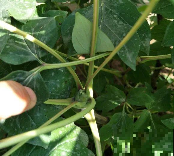 下个月开始，这10种花不能剪，剪了没花看，白养大半年！