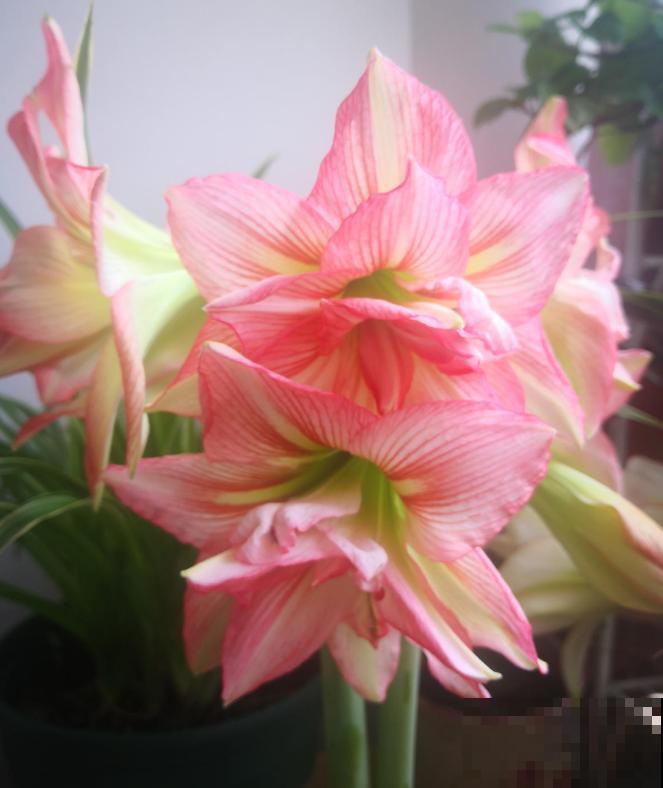 吐槽：那些不喜欢养花的人，总是这么说！