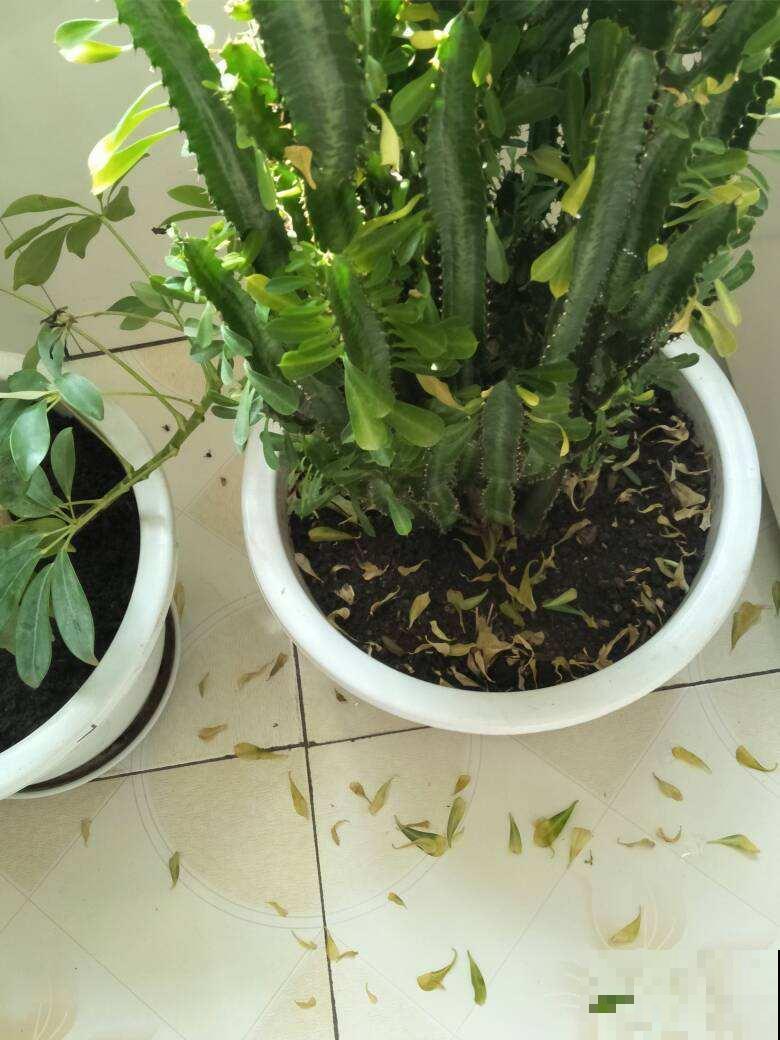 养花常见的4个病症，一招就好使，赶紧学起来