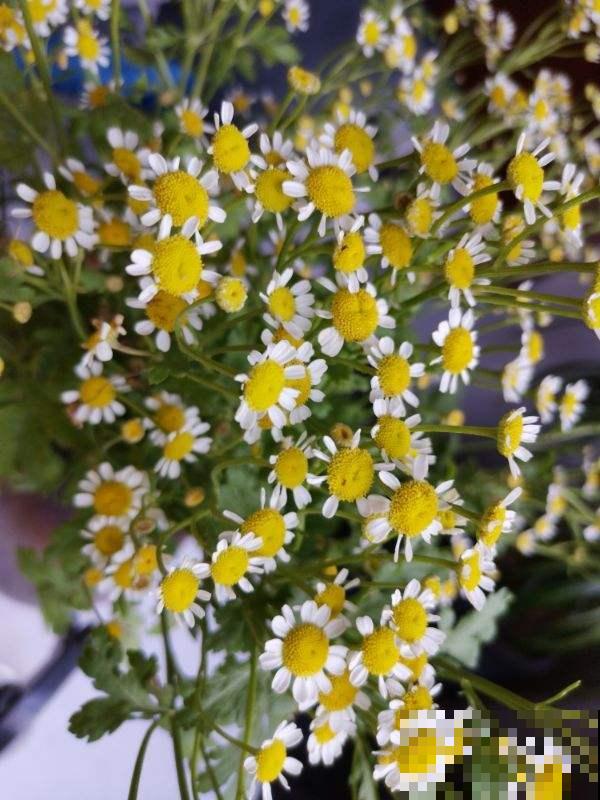 5种花现在要播种，小苗长得欢腾，明年春天就爆花