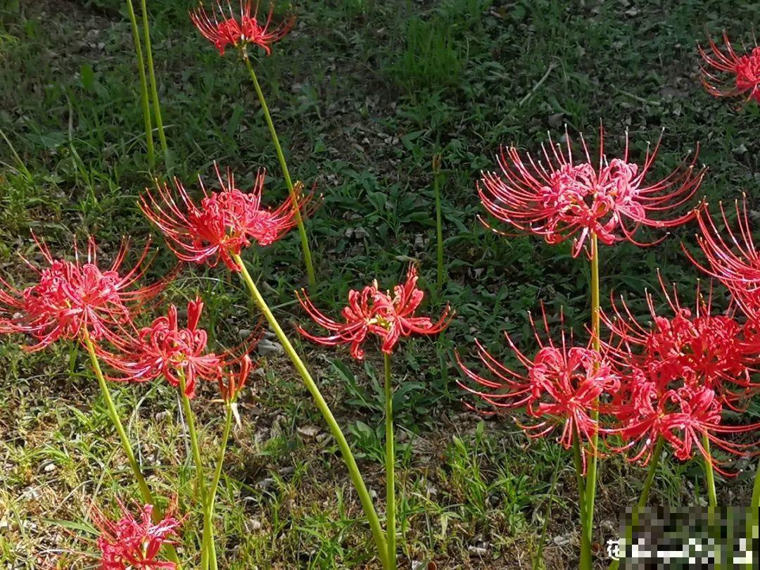 罂粟花不能随便种,私自种植,就得薅光 罂粟花不能随便种,私自种植,就得薅光