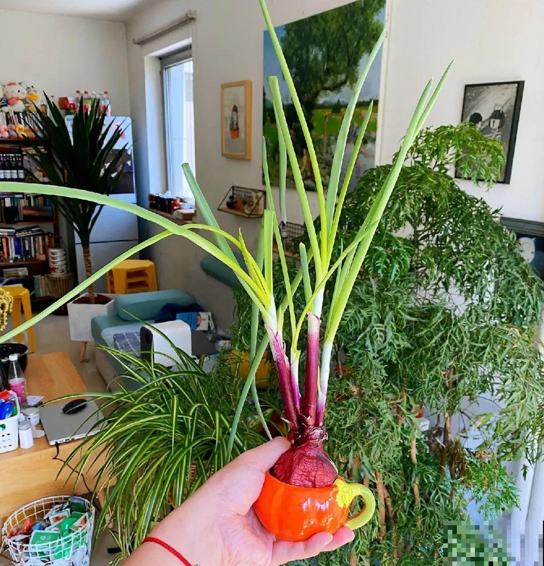 3个月后才回家，家里的花疯了，墙缝、房顶都爬满！