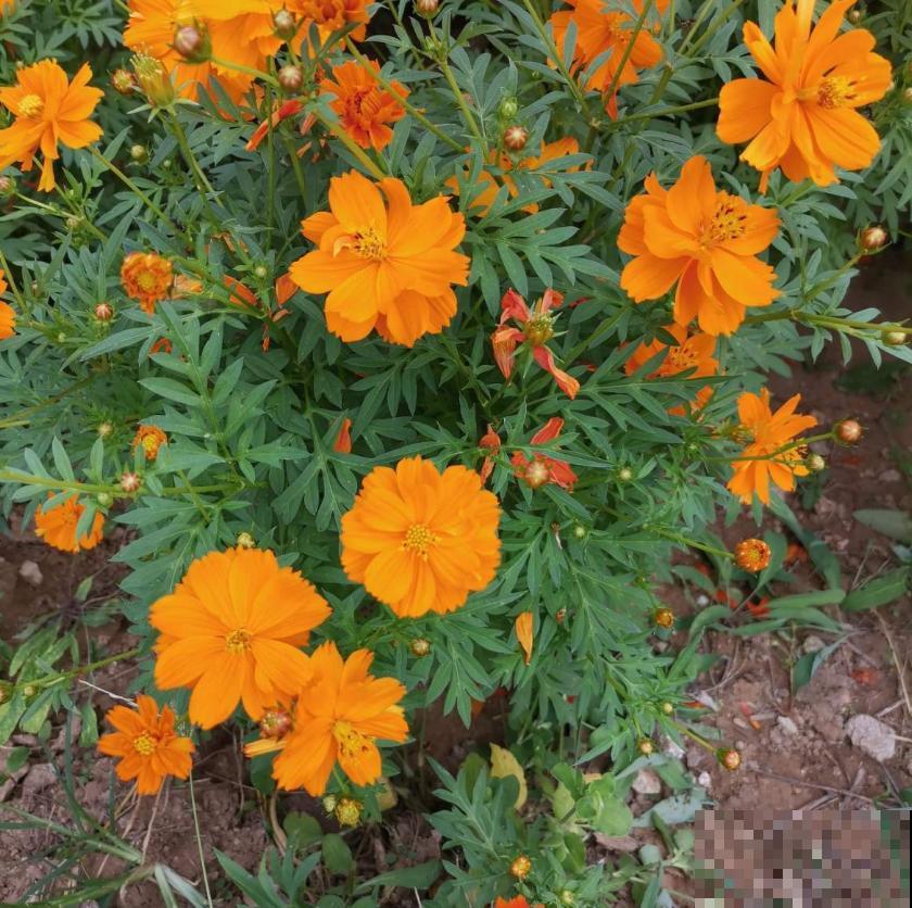 硫华菊金灿灿,阳台种几盆,每天活力满满! 硫华菊金灿灿,阳台种几盆,每天活力满满!