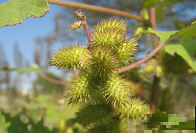 天生长毛的多肉，叶子毛绒绒，比玩具熊还可爱
