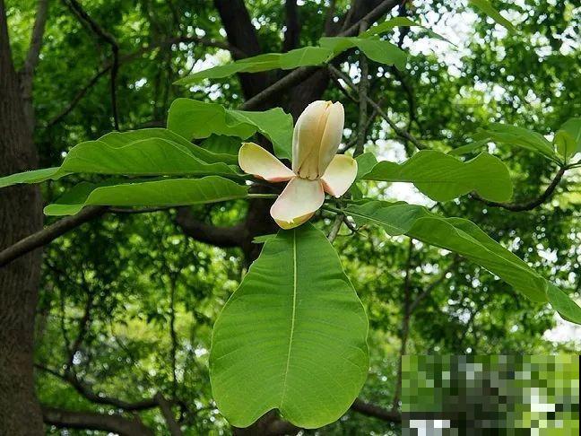 山上的雪莲,说摘就摘? 山上的雪莲,说摘就摘?
