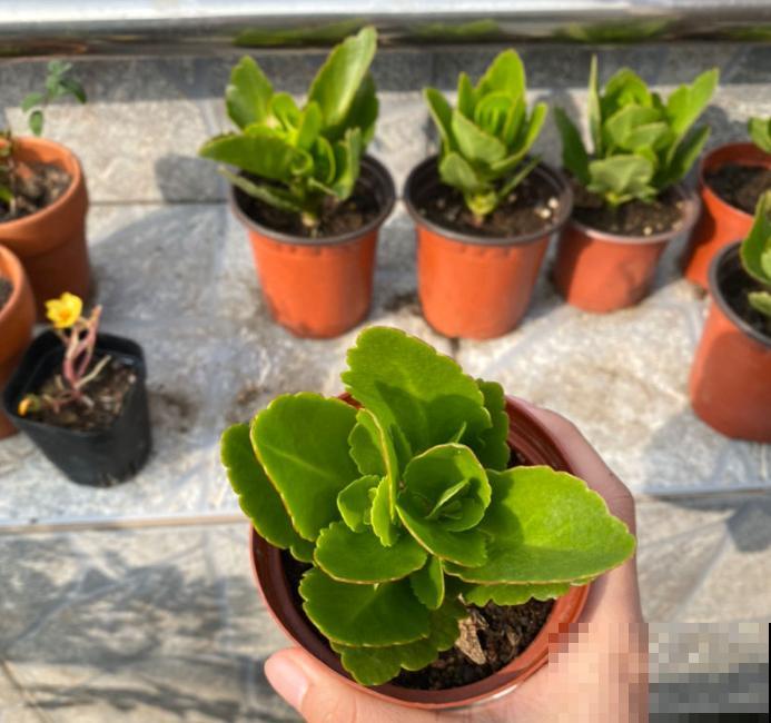 扦插最佳时期到了,有这花赶紧插,沾土就能活! 扦插最佳时期到了,有这花赶紧插,沾土就能活!