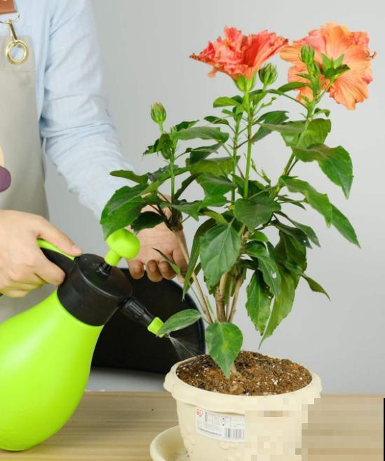 养花人,认识这4个字,就能解决黄叶和烂根问题! 养花人,认识这4个字,就能解决黄叶和烂根问题!