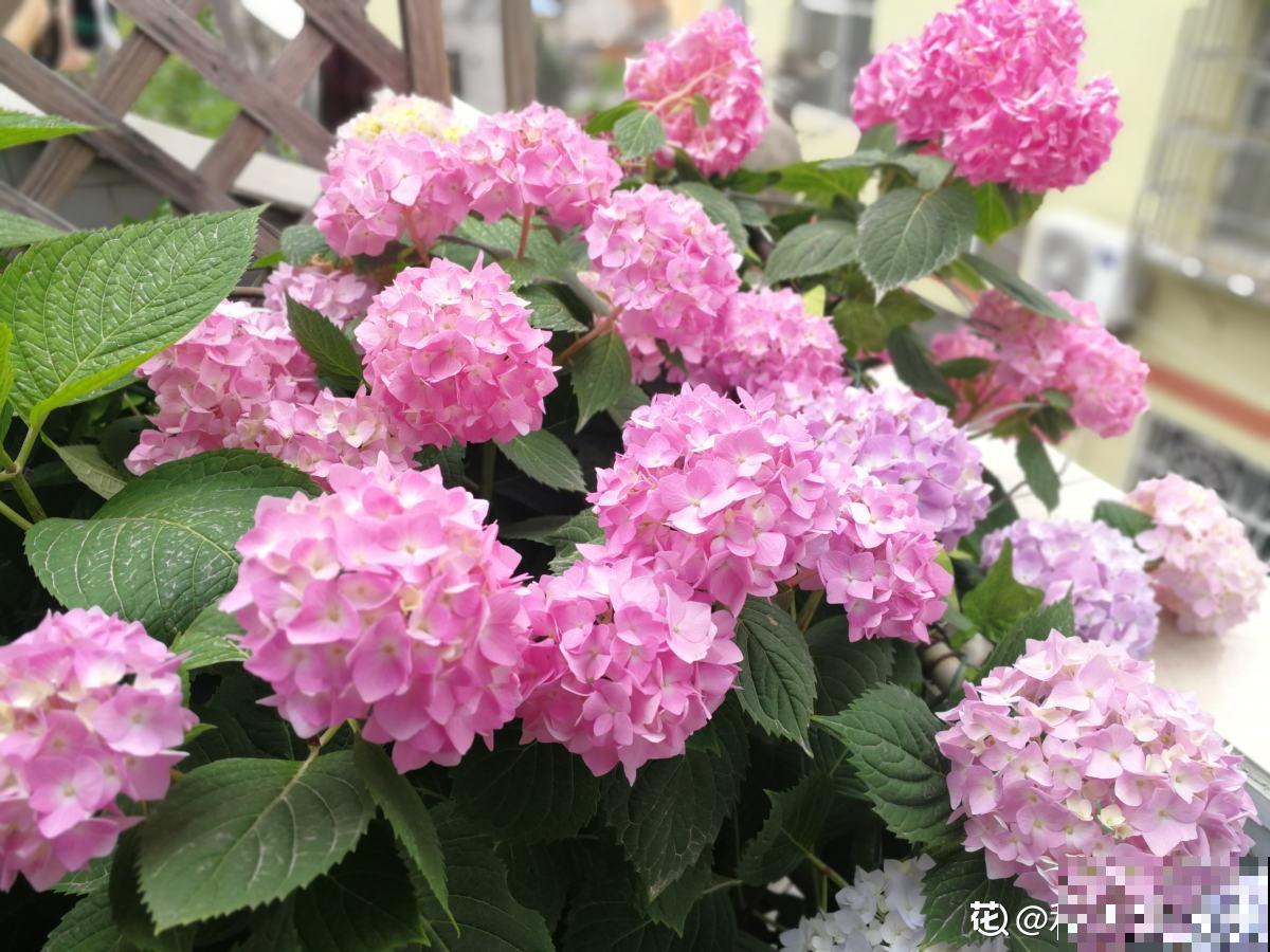 养花不要贪多，只选一个最好的品种，随便养养就爆盆！