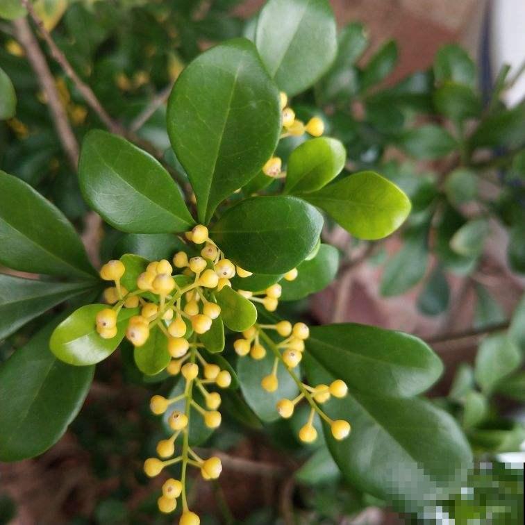 家里南阳台,就得种点阳性花,太阳越大开花越多 家里南阳台,就得种点阳性花,太阳越大开花越多