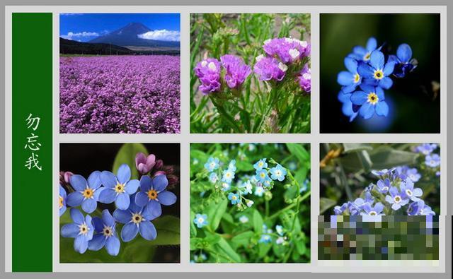 最齐全的《百花图谱》,珍藏起来,路边花都能叫上名! 最齐全的《百花图谱》,珍藏起来,路边花都能叫上名!