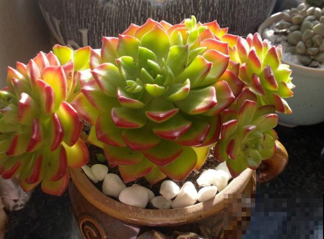 立秋养多肉，注意这4点，不然分分钟挂掉！