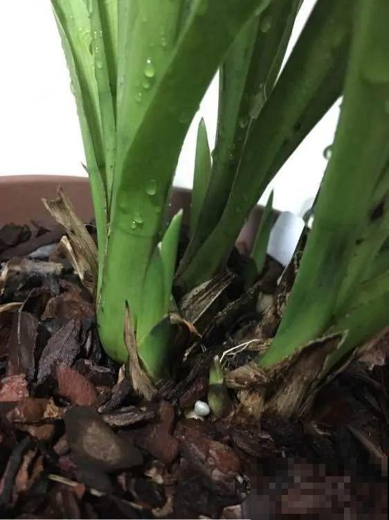 下个月开始，这10种花不能剪，剪了没花看，白养大半年！