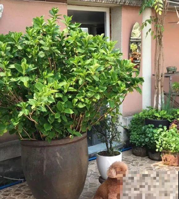 捡了3个大水缸，种上这几种花，放门口太霸气了！