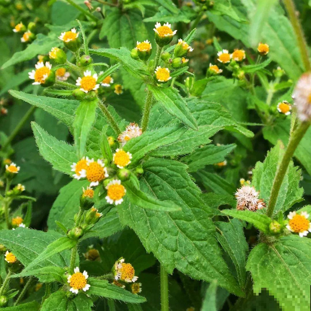 38种入侵植物,全村出来挖,挖完又长一大片 38种入侵植物,全村出来挖,挖完又长一大片