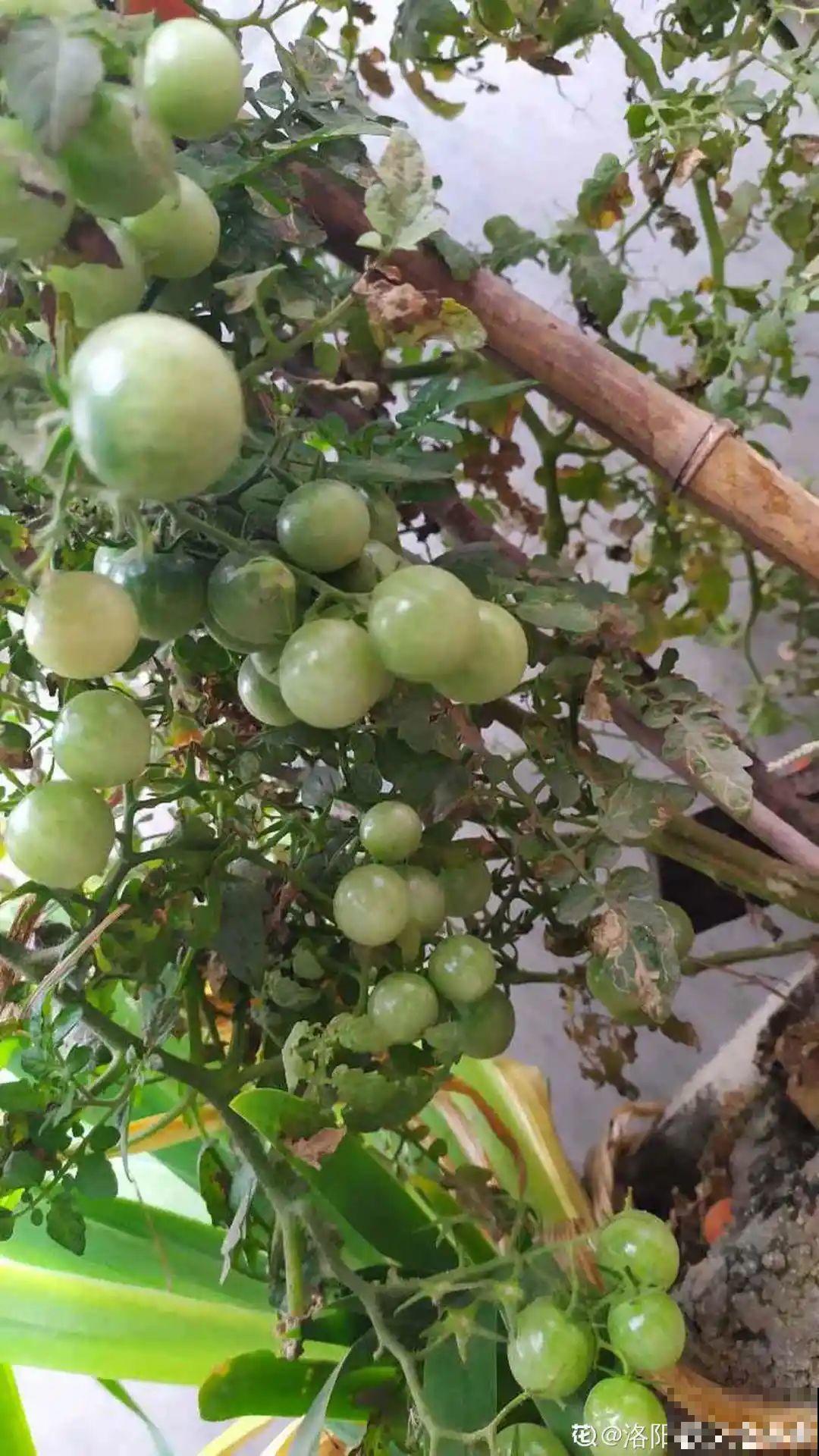 秋天养这4种菜，长得快、结果多，一茬茬吃不完！