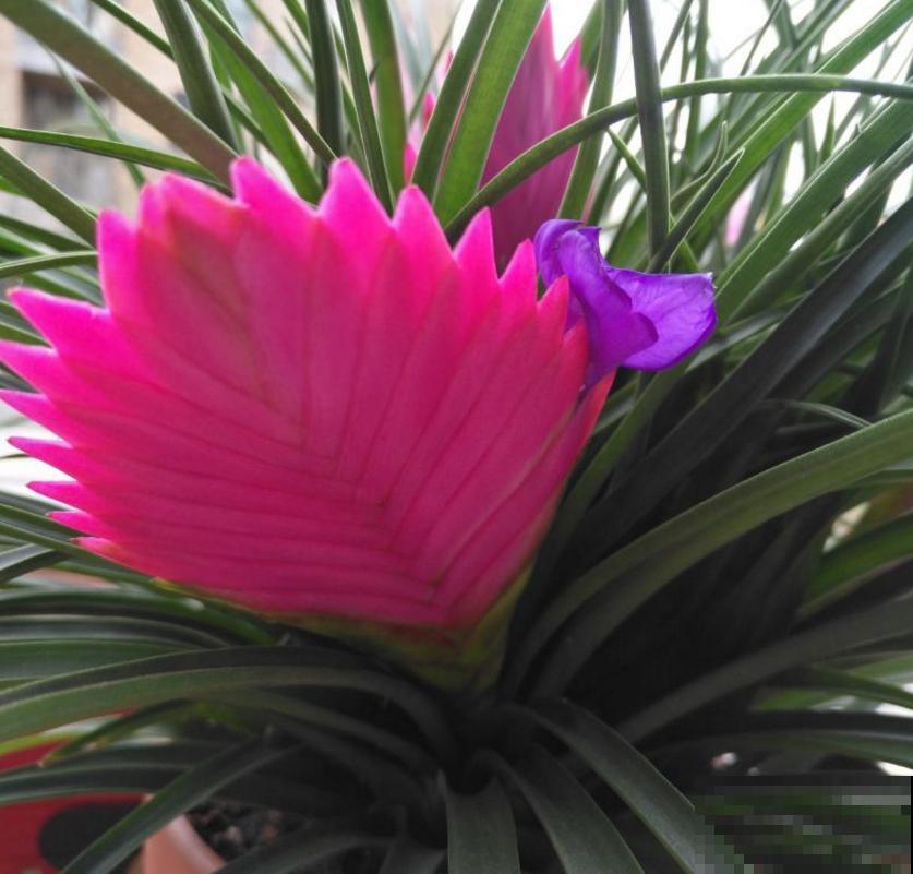 凭借“死亡芭比粉”,虏获无数花友的心,当属铁兰! 凭借“死亡芭比粉”,虏获无数花友的心,当属铁兰!