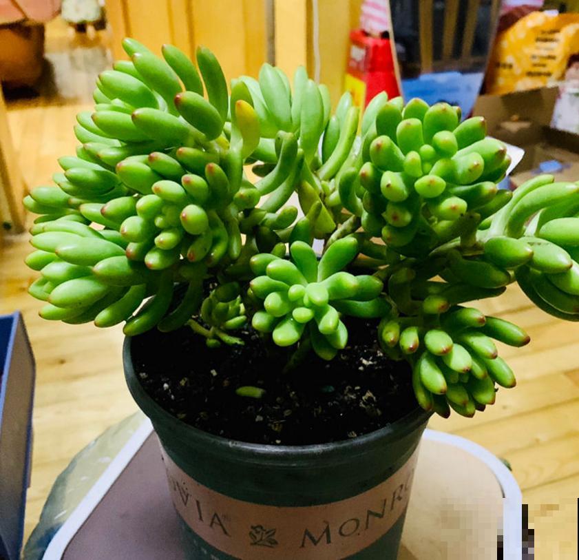 遇到玄灰蝶要小心,赶快防护,泛滥之后让你哭! 遇到玄灰蝶要小心,赶快防护,泛滥之后让你哭!