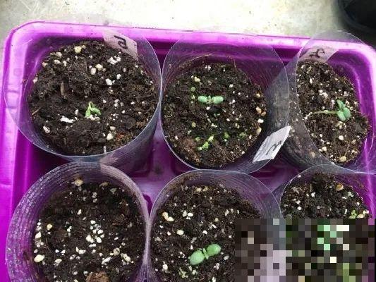 餐巾纸养花,成功率100%,简单又实用! 餐巾纸养花,成功率100%,简单又实用!