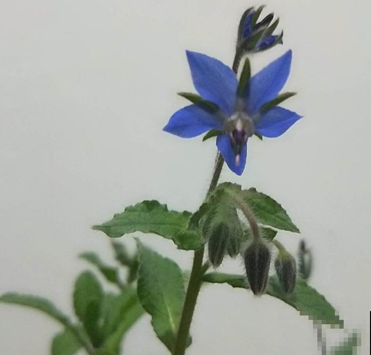 代表勇气的琉璃苣，梦幻不失好看，还特好养活！