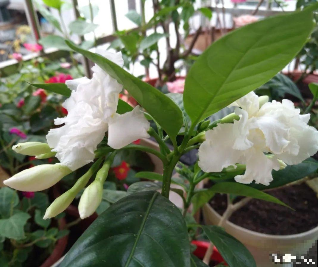 20到养花题，看看你能对几道，对一半就是大神