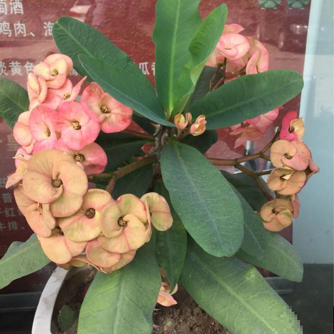 看图猜花名，100道题，测你的养花天分！