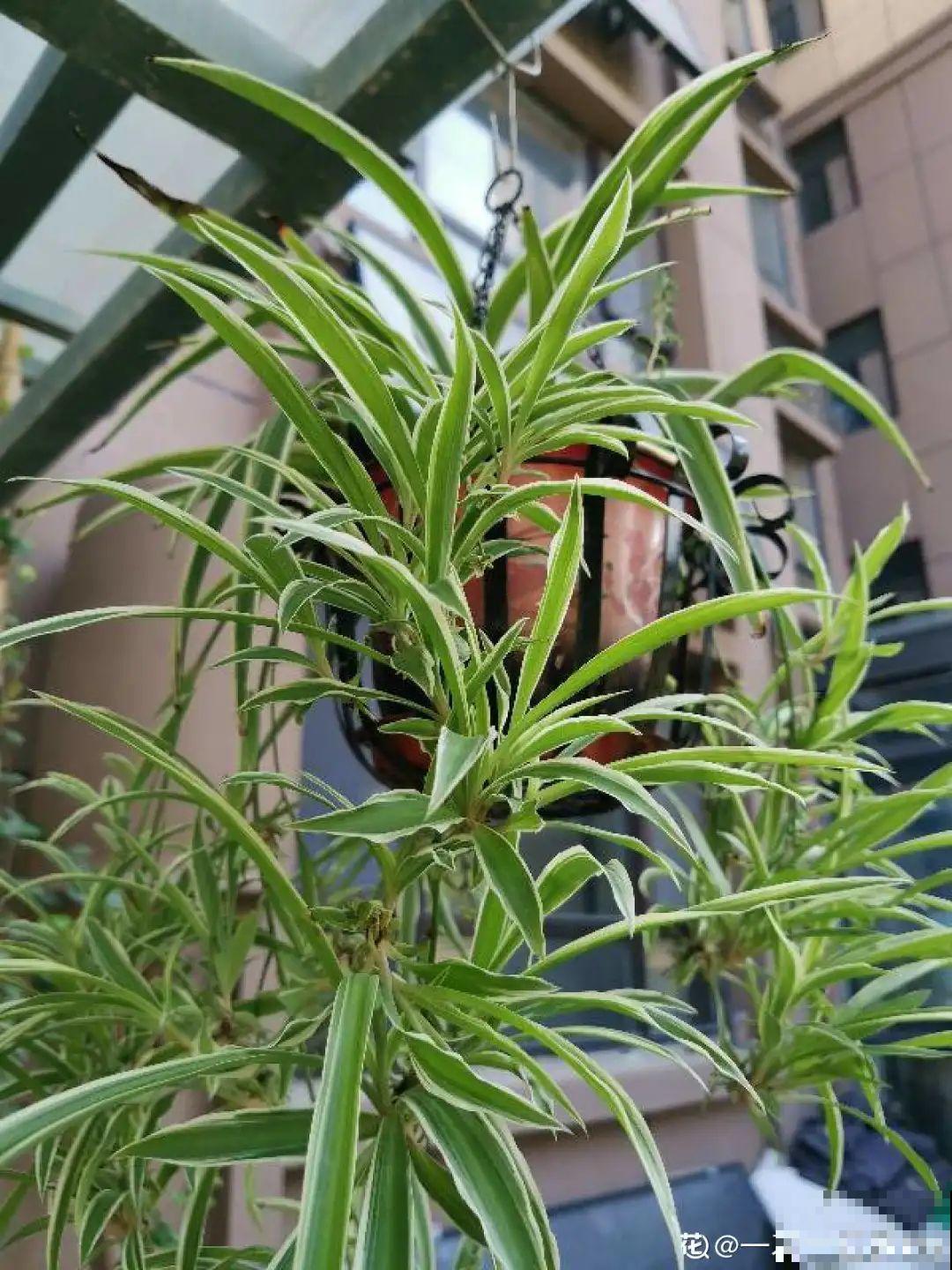 塑料瓶养花真省钱,戳个洞就行,种上吊兰长得超旺 塑料瓶养花真省钱,戳个洞就行,种上吊兰长得超旺