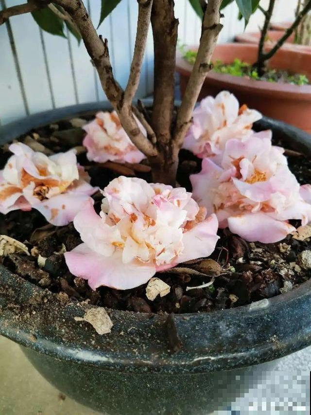 养根的3个小方法,照着一步步做,根能撑爆盆! 养根的3个小方法,照着一步步做,根能撑爆盆!