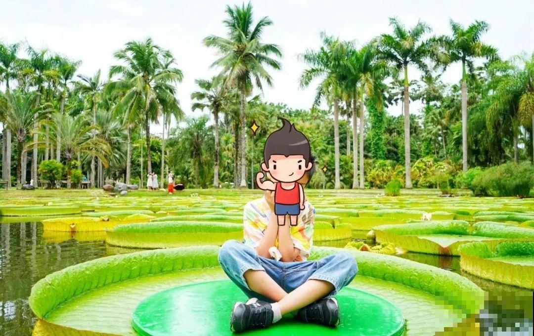 比人还大的植物叶,感受一下来自大自然的神奇! 比人还大的植物叶,感受一下来自大自然的神奇!