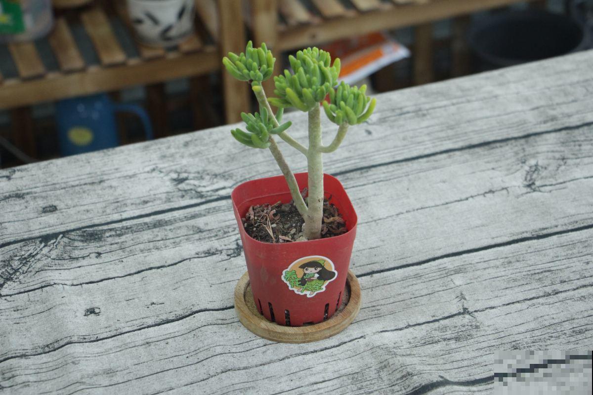 多肉越长越干瘪？掌握这些方法，让它重新肉嘟嘟！