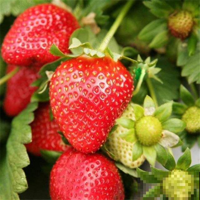 吃不完的水果别扔，妙手一改成盆栽，谁看了都得竖大拇指！